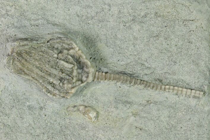 Fossil Crinoid (Macrocrinus) - Crawfordsville, Indiana #150416